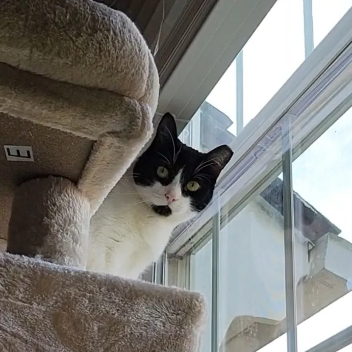 Caring Cat Concierge In Springfield