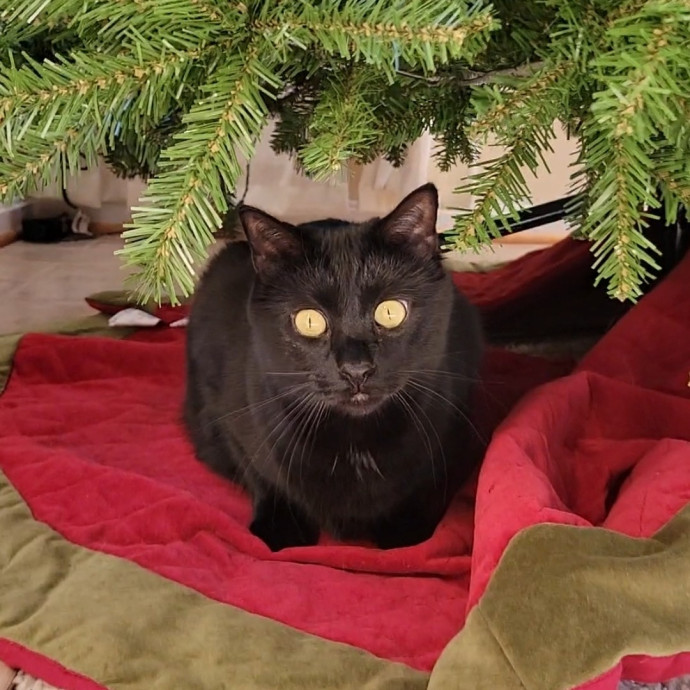Caring Cat Concierge In Springfield