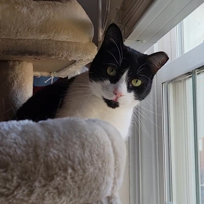 Caring Cat Concierge In Springfield