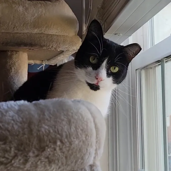 Caring Cat Concierge In Springfield