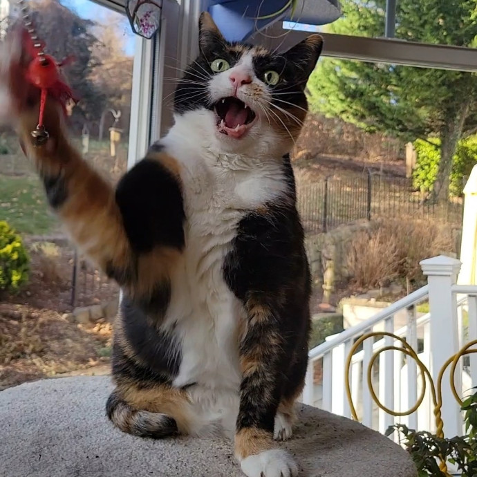 Caring Cat Concierge In Springfield