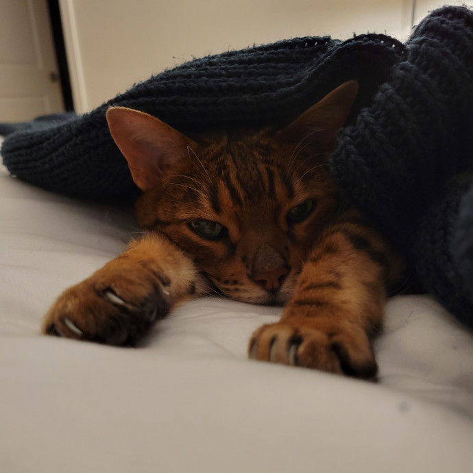 Caring Cat Concierge In Springfield
