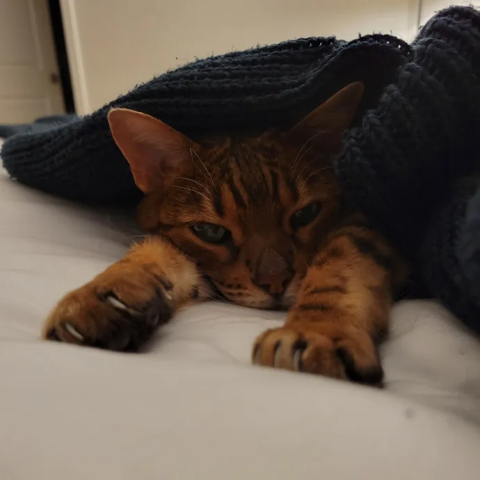 Caring Cat Concierge In Springfield