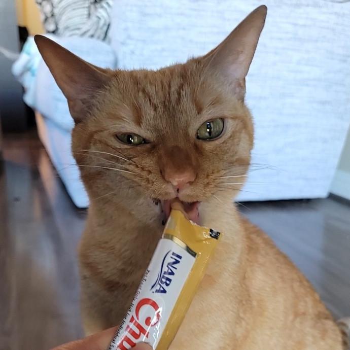 Caring Cat Concierge In Springfield