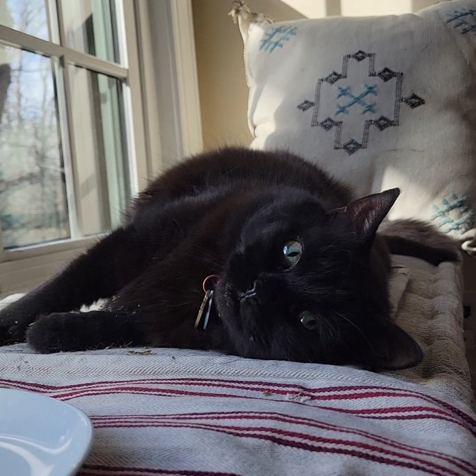 Caring Cat Concierge In Springfield