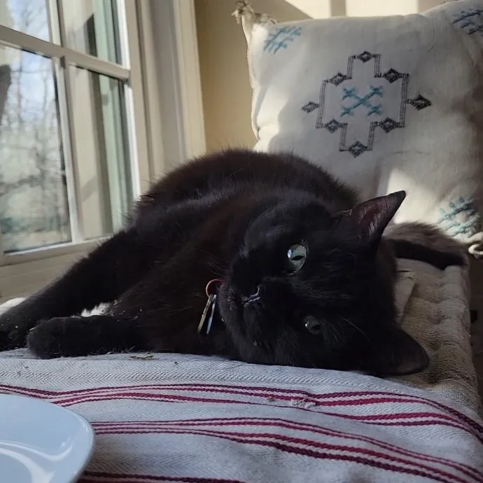Caring Cat Concierge In Springfield