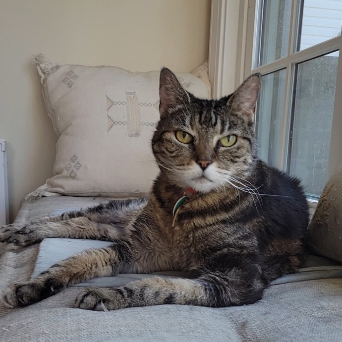 Caring Cat Concierge In Springfield