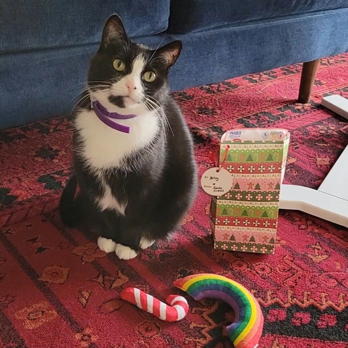 Caring Cat Concierge In Springfield