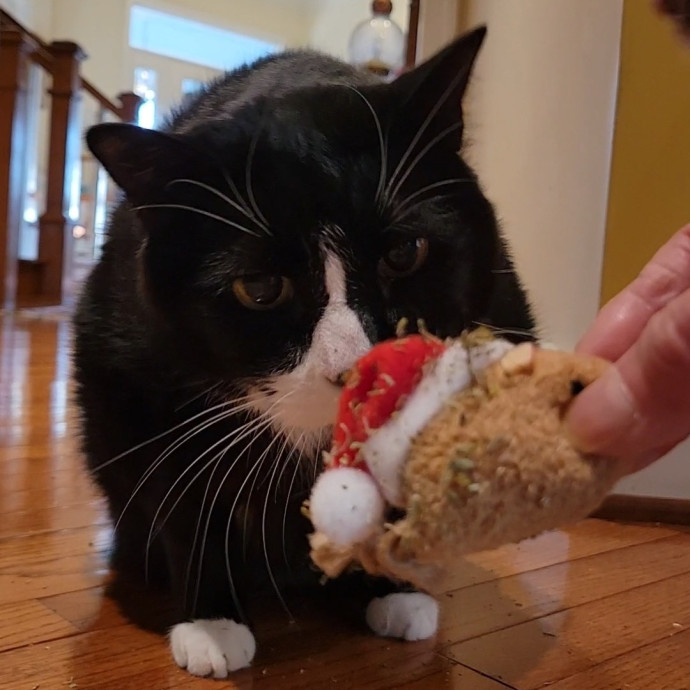 Caring Cat Concierge In Springfield
