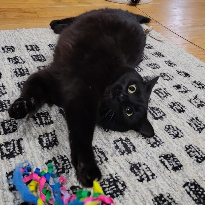 Caring Cat Concierge In Springfield