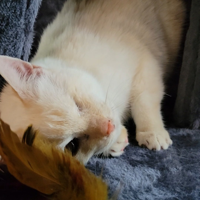Caring Cat Concierge In Springfield