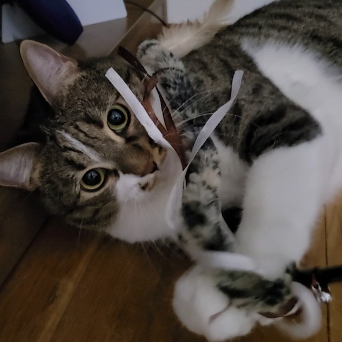 Caring Cat Concierge In Springfield