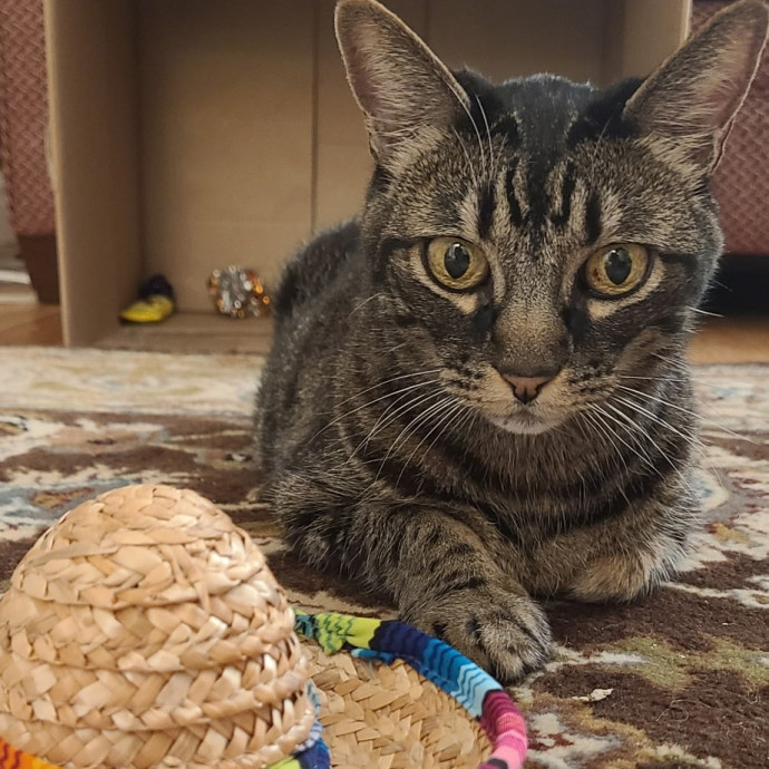 Caring Cat Concierge In Springfield