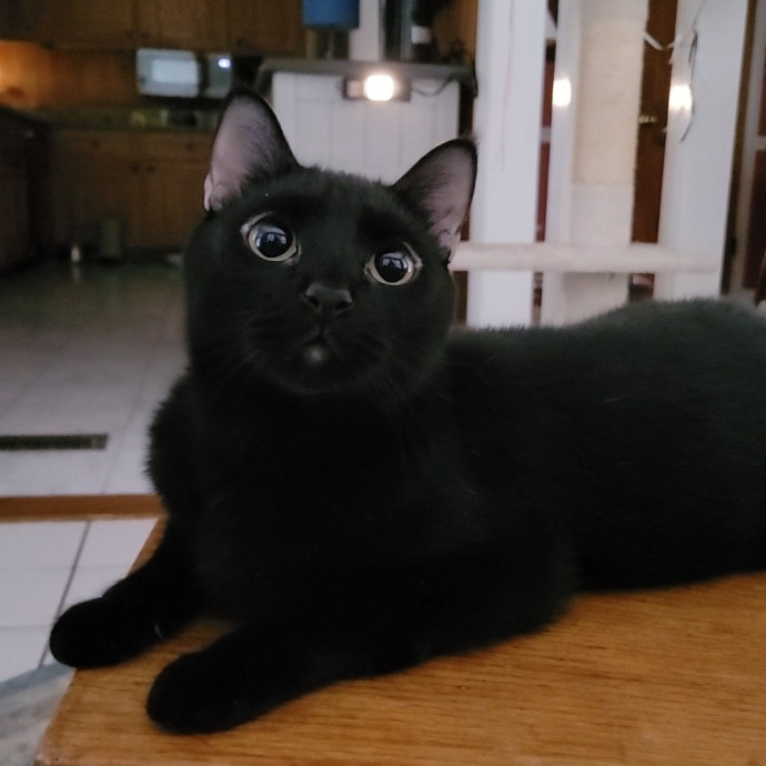 Caring Cat Concierge In Springfield