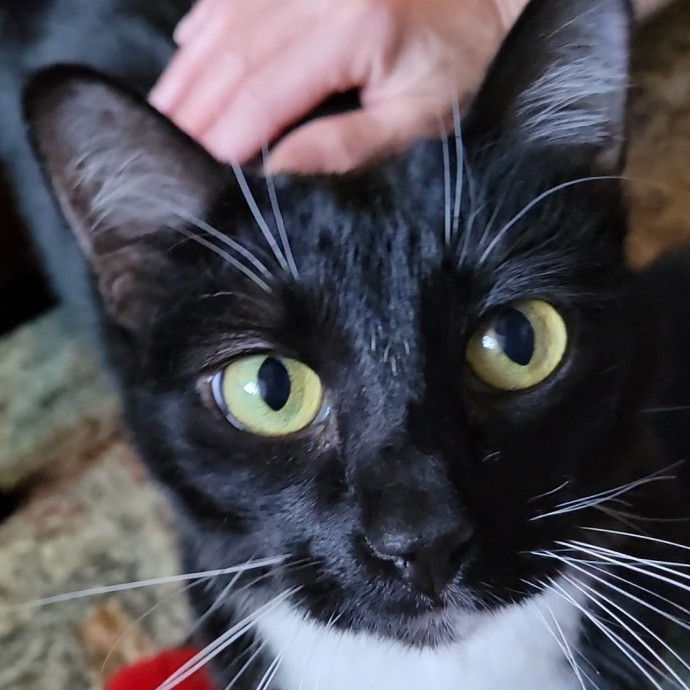 Caring Cat Concierge In Springfield