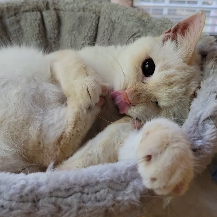 Caring Cat Concierge In Springfield