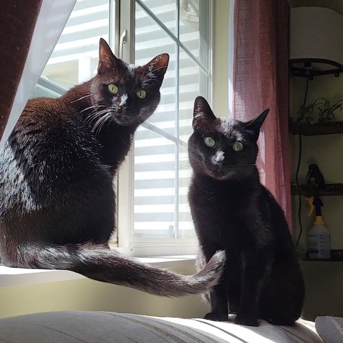 Caring Cat Concierge In Springfield