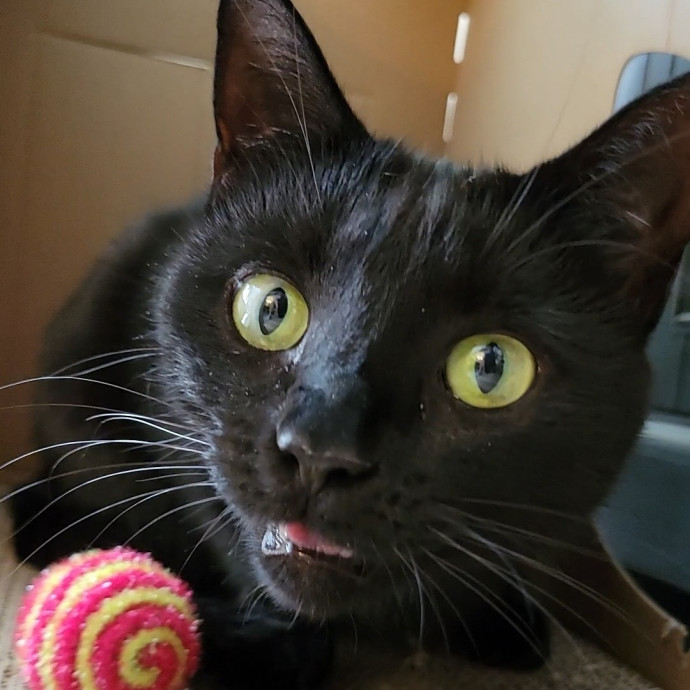 Caring Cat Concierge In Springfield