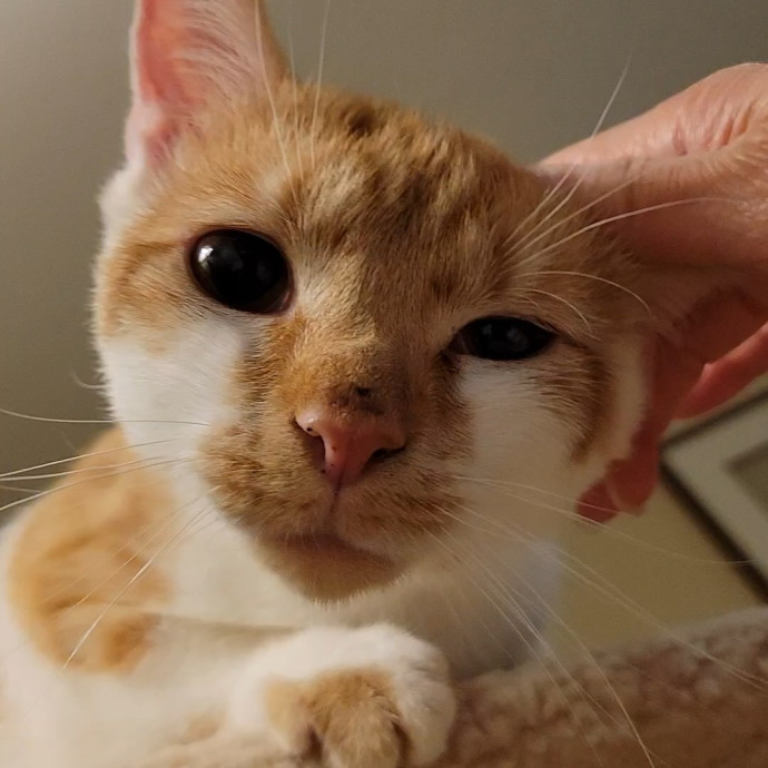 Caring Cat Concierge In Springfield
