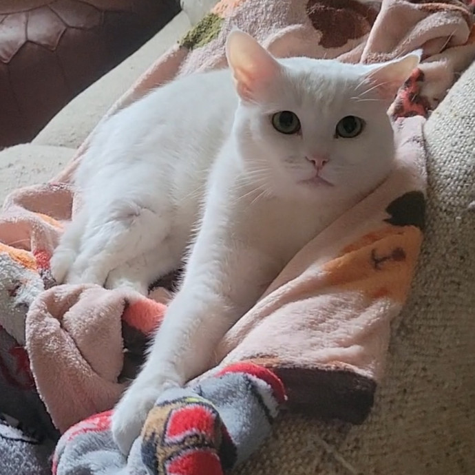 Caring Cat Concierge In Springfield