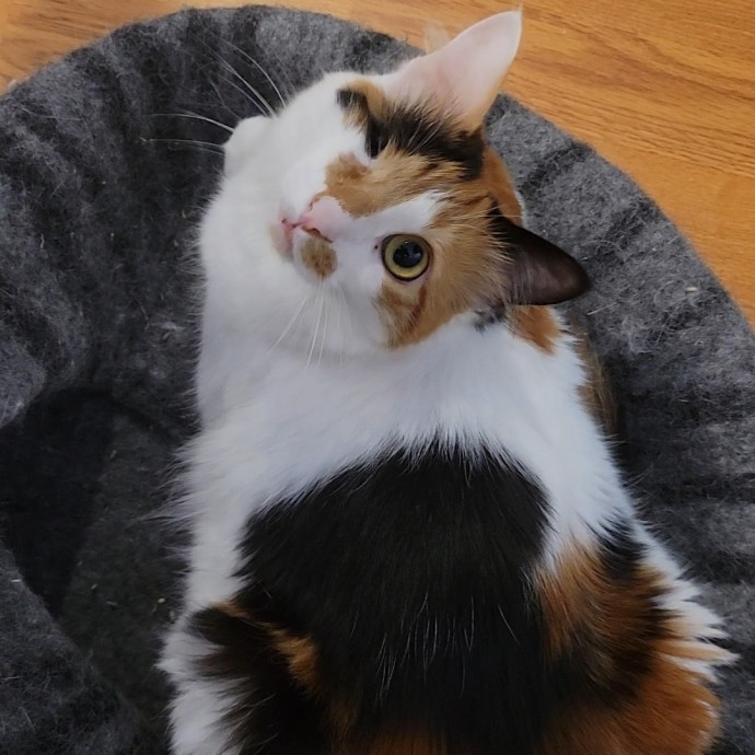 Caring Cat Concierge In Springfield photo 3