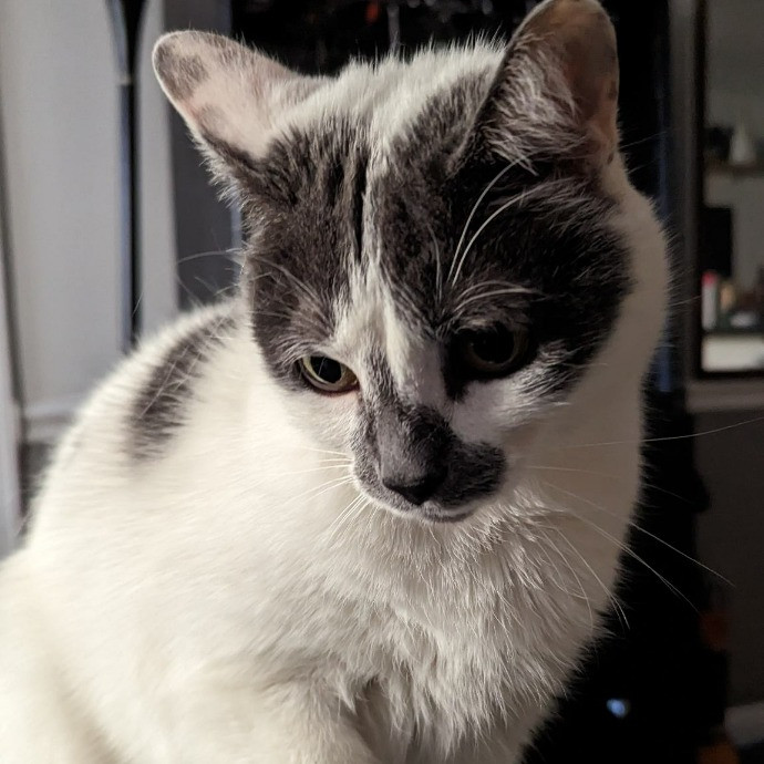 Black Girl Meowgic