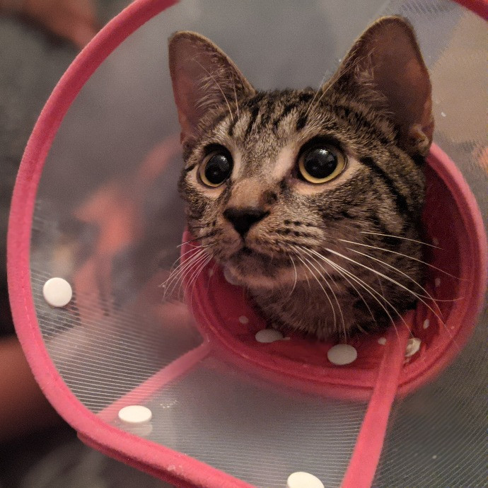 Black Girl Meowgic