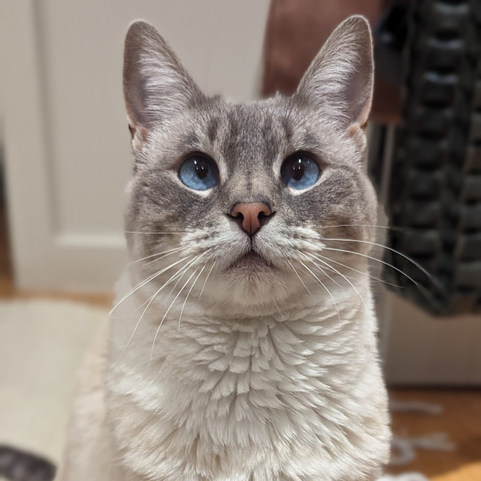 Black Girl Meowgic