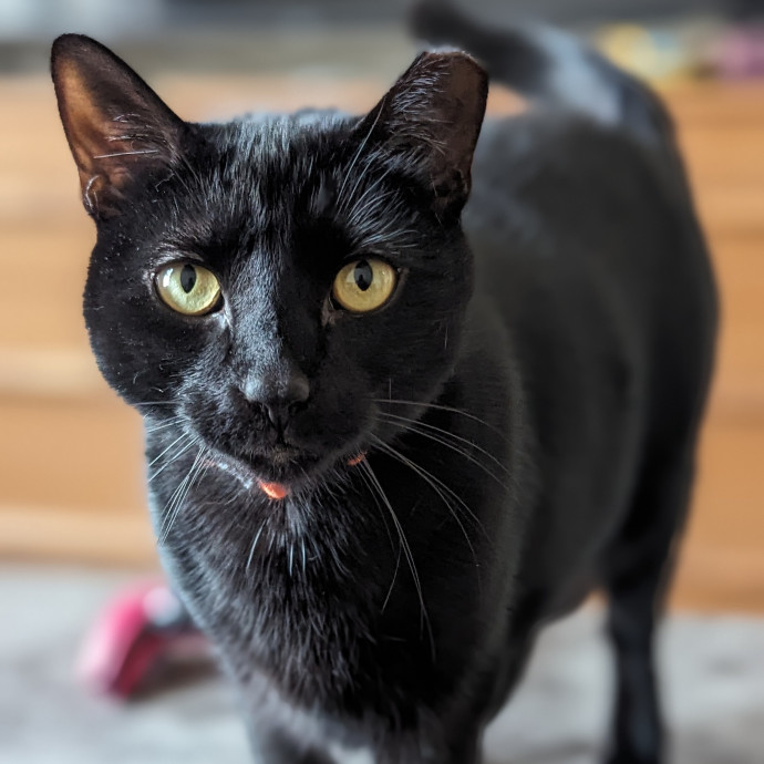 Black Girl Meowgic