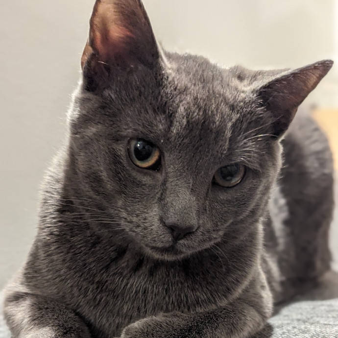 Black Girl Meowgic