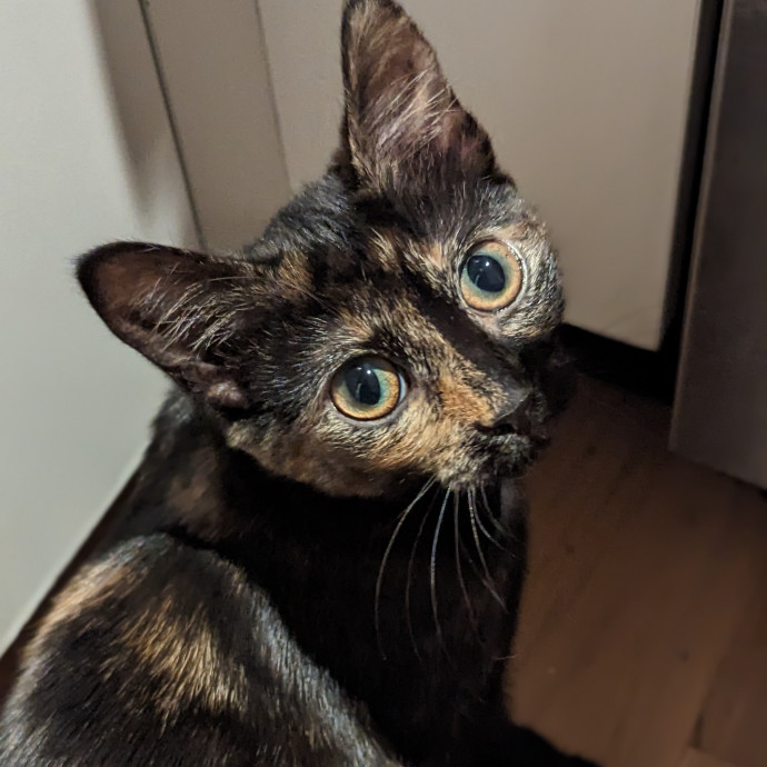 Black Girl Meowgic