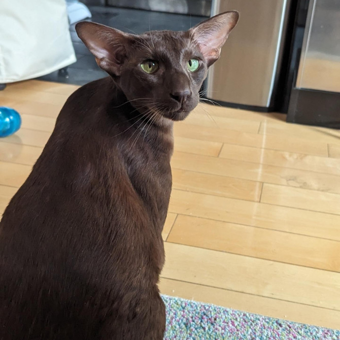 Black Girl Meowgic