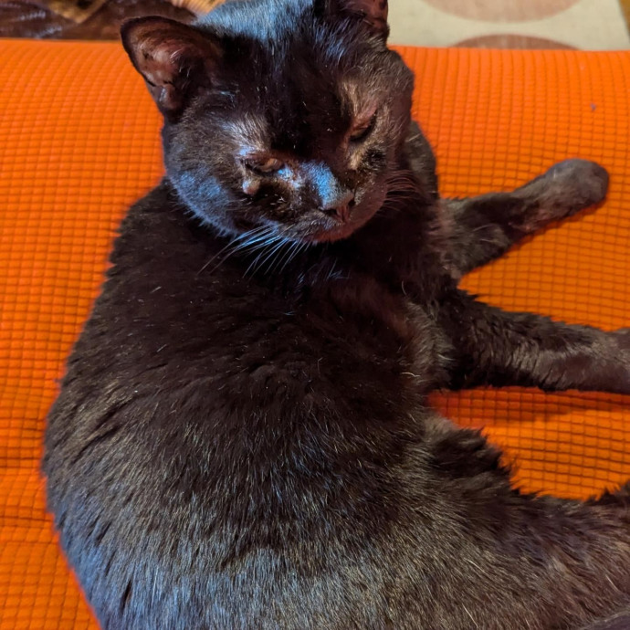 Black Girl Meowgic