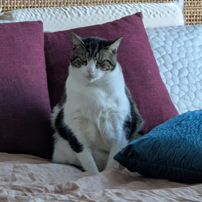 Black Girl Meowgic