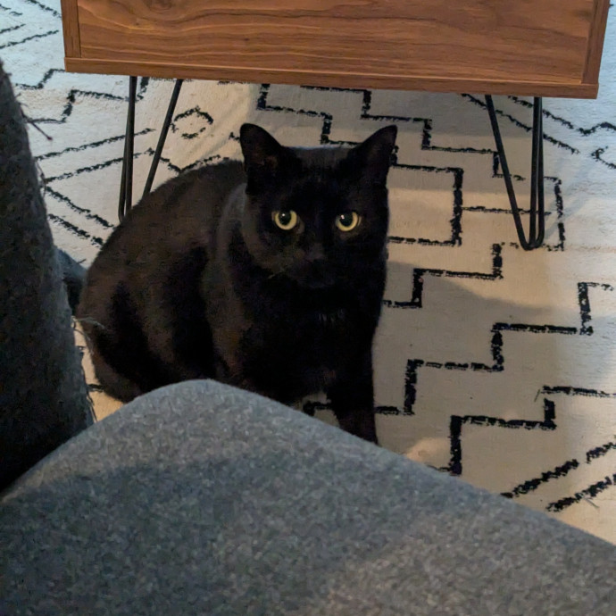 Black Girl Meowgic