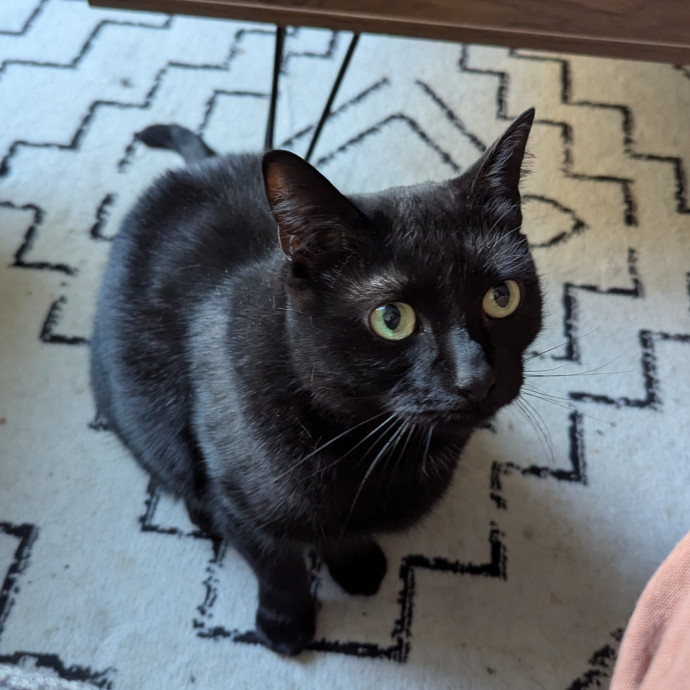 Black Girl Meowgic