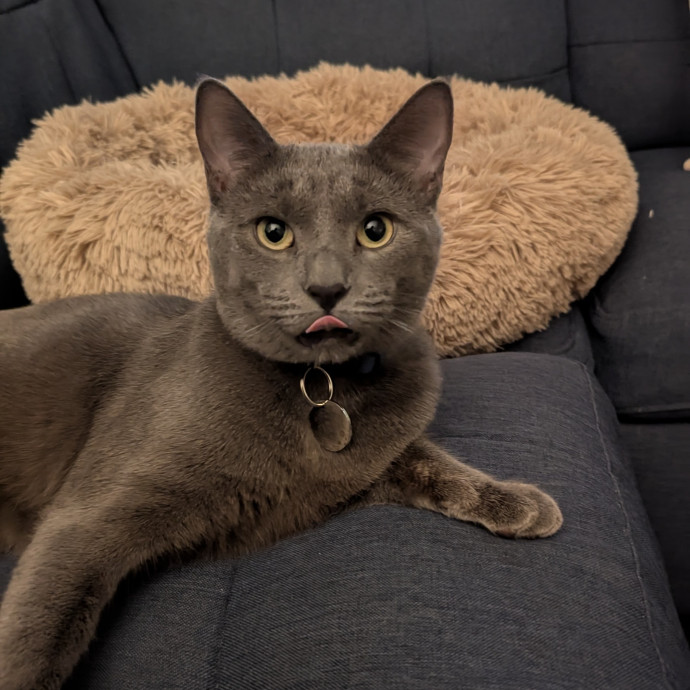 Black Girl Meowgic