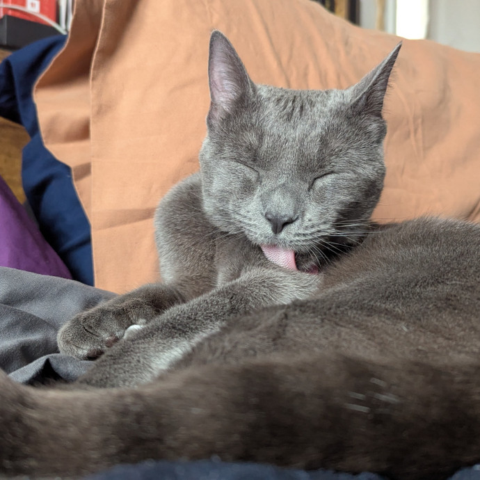 Black Girl Meowgic
