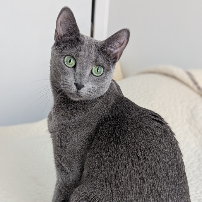 Black Girl Meowgic