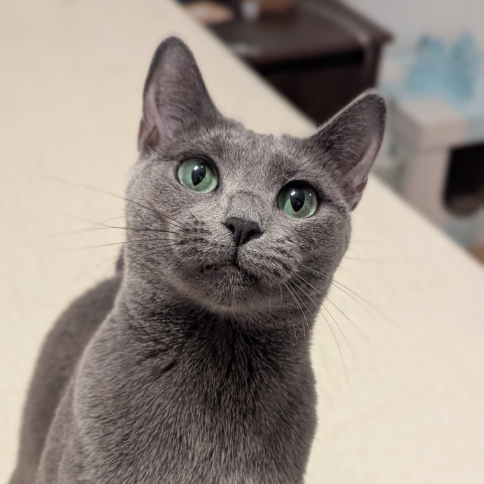 Black Girl Meowgic