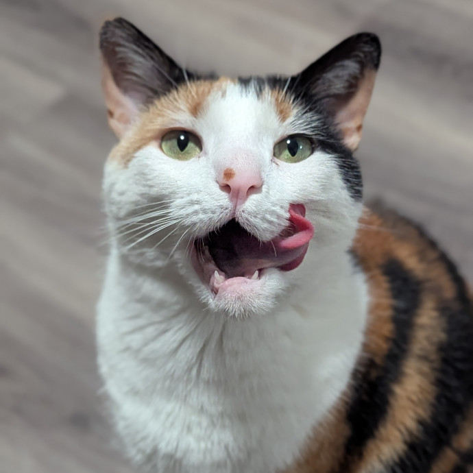 Black Girl Meowgic