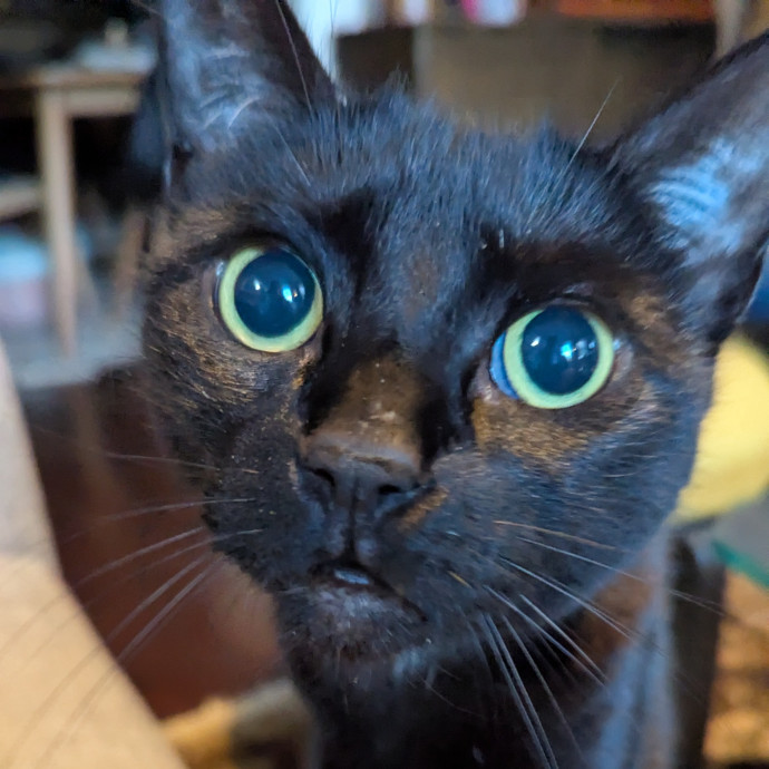 Black Girl Meowgic