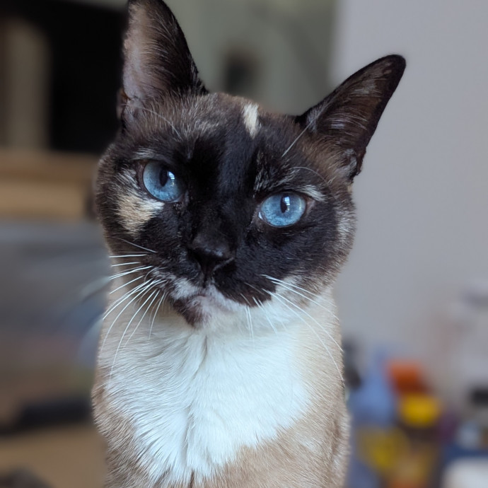 Black Girl Meowgic
