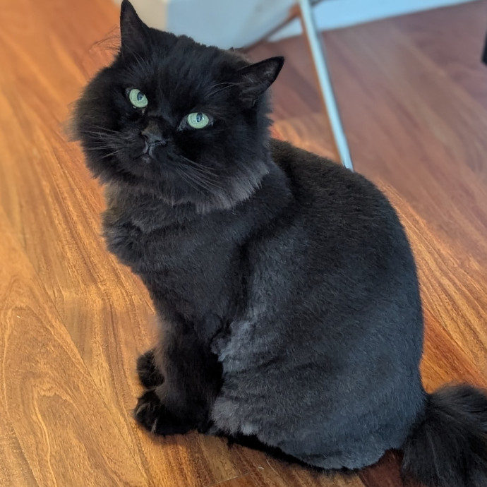 Black Girl Meowgic