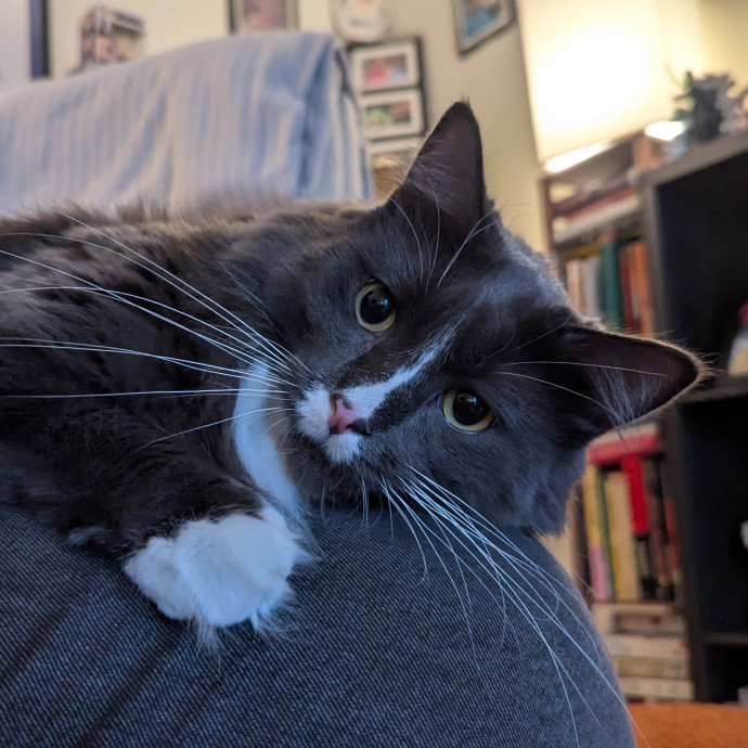 Black Girl Meowgic
