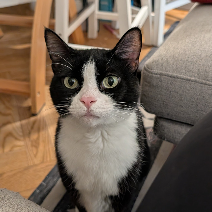 Black Girl Meowgic