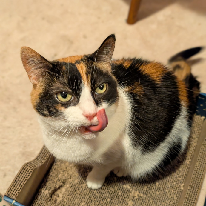 Black Girl Meowgic