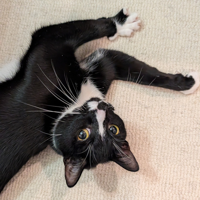 Black Girl Meowgic