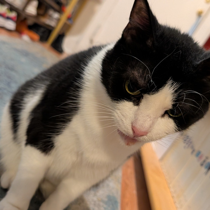 Black Girl Meowgic photo 2