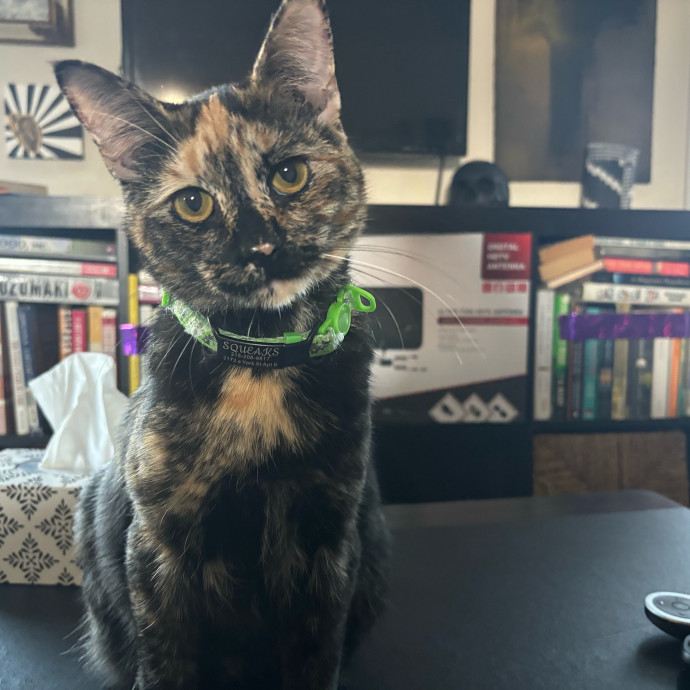 Loving Care For Cats Of All Kinds